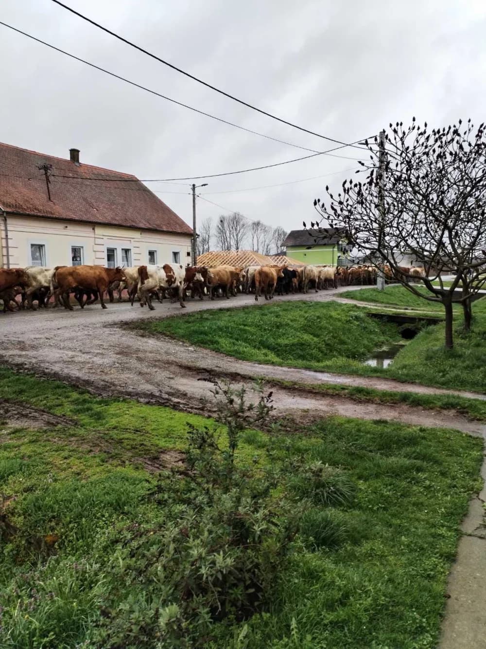 Spašavano gotovo 300 stoke s poplavljenog područja u Donjoj Bebrini (FOTO/VIDEO)