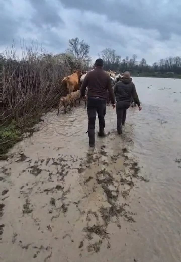 Spašavano gotovo 300 stoke s poplavljenog područja u Donjoj Bebrini (FOTO/VIDEO)