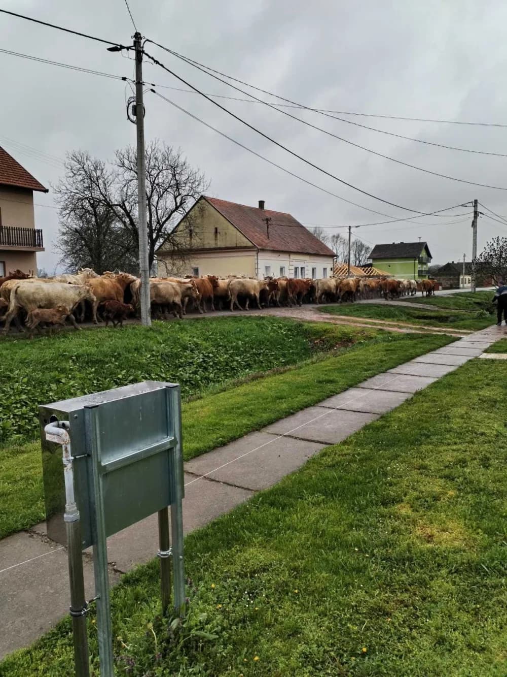 Spašavano gotovo 300 stoke s poplavljenog područja u Donjoj Bebrini (FOTO/VIDEO)