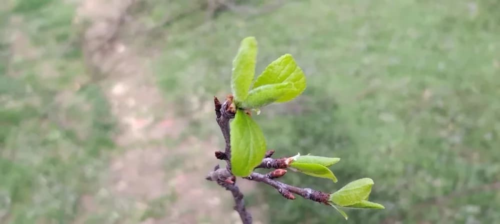 Bliži se napad šljivine osice: Kako zaštititi nasade?