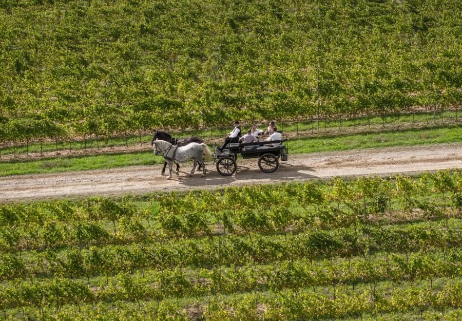 Agroturizam u srcu Zlatne doline - doživite Vinariju Kutjevo na jedinstven način