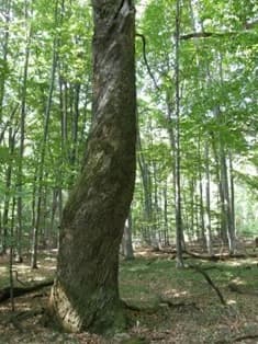 DVADESETA GODINA JAVNE USTANOVE NATURA SLAVONICA: Od 2006. do danas