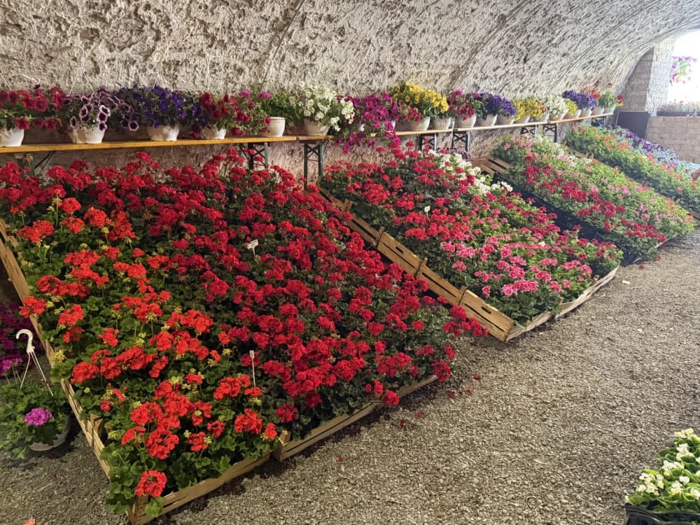 Otvoren 17. sajam cvijeća „Florafest“