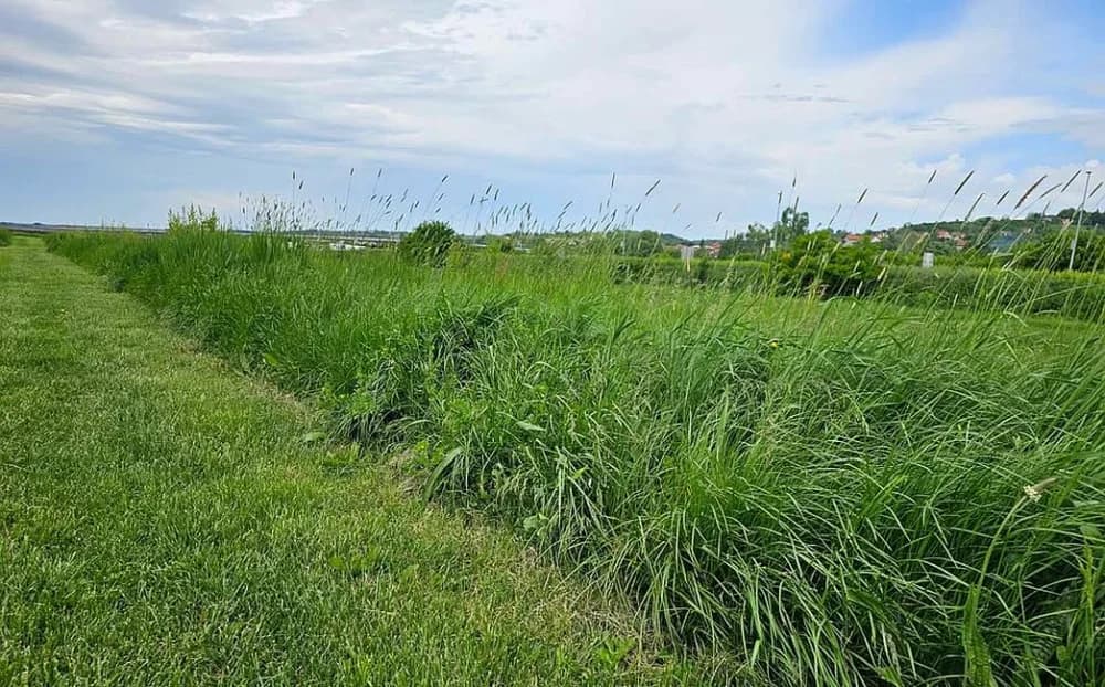 Brođani na rubu strpljenja: odakle izviru toliki komarci?