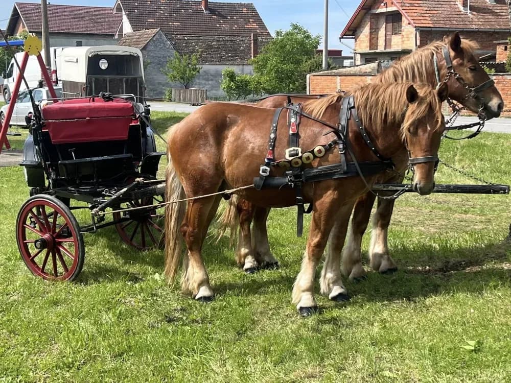 U Brodskom Stupniku održana Županijska izložba hrvatskog hladnokrvnjaka
