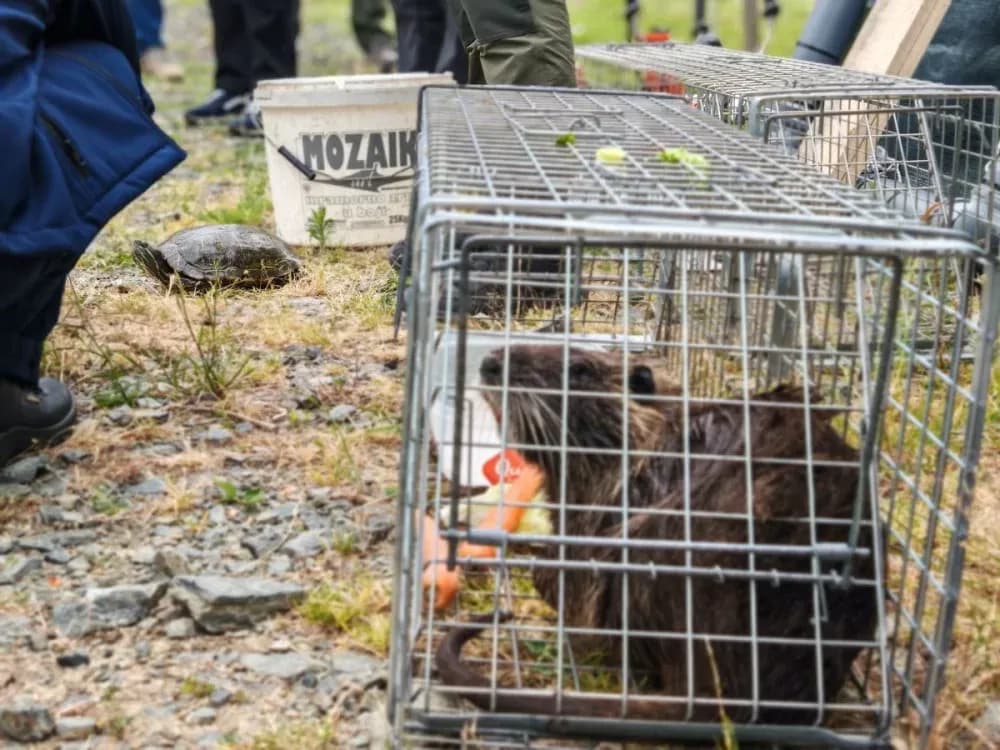 Natura Slavonica provodi projekt s ciljem smanjenja negativnog utjecaja triju invazivnih vrsta na bioraznolikost zaštićenih područja