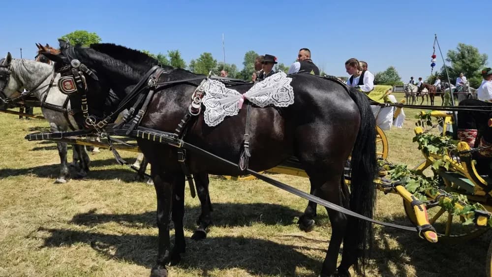 Konji vrani - povorka svatovskih zaprega i jahača u Velikoj Kopanici