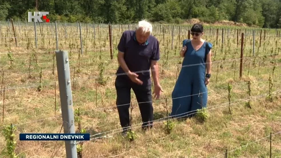 Divljač poharala vinograde Krndije i Papuka: Šteta stopostotna