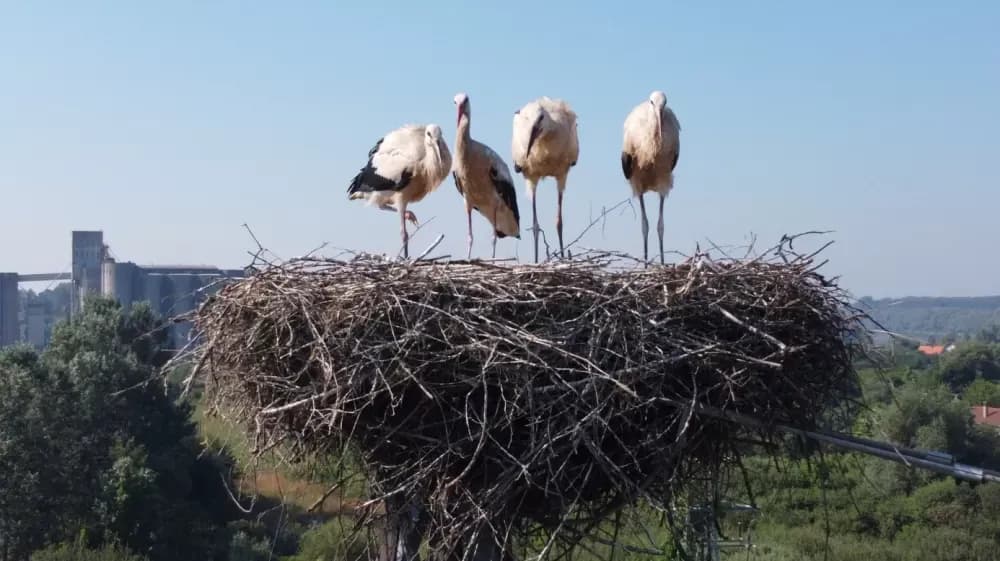 Zaštita i očuvanje bijele rode, ali i posavskoga sela!