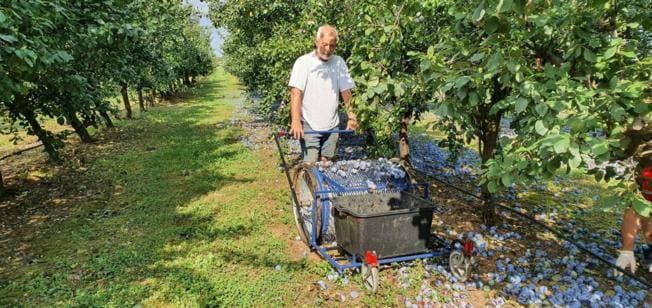 Porušeni su jablanovi u Požegi