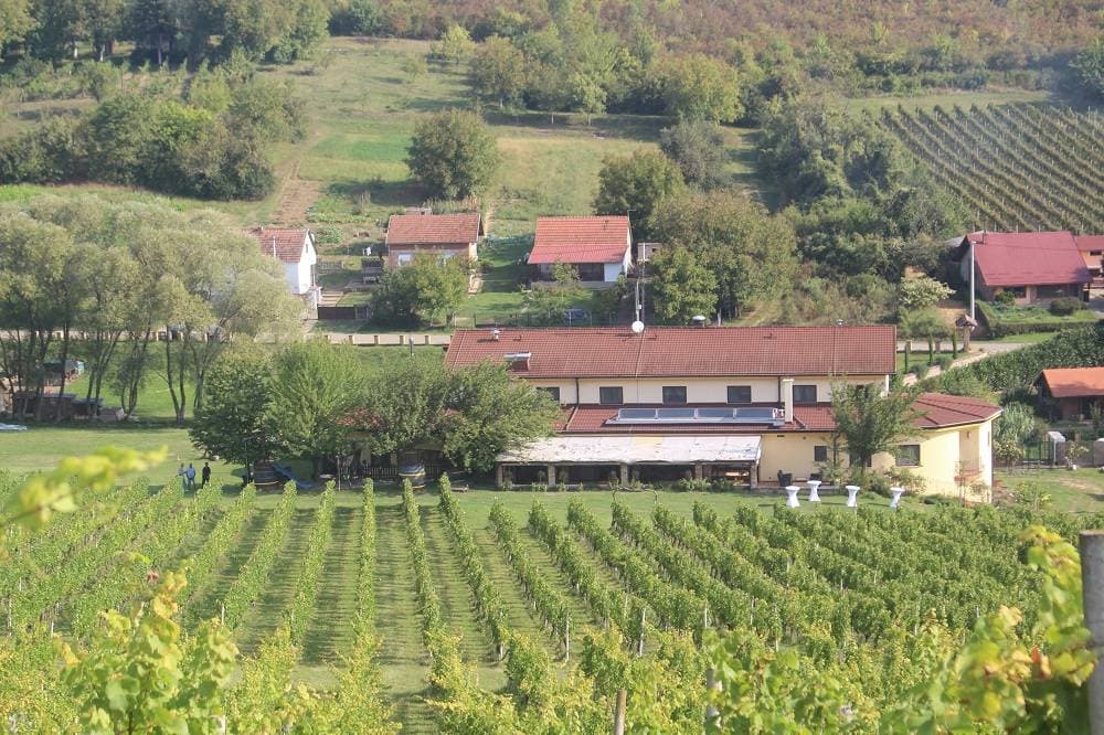 Graševina kao dukat žuta u vinogradima obitelji Mihalj iz Vetova