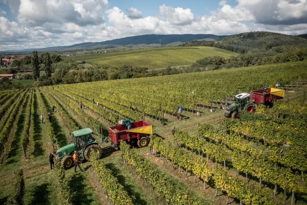 Počela je berba 2025. u vinogradima Kutjevo d.d.
