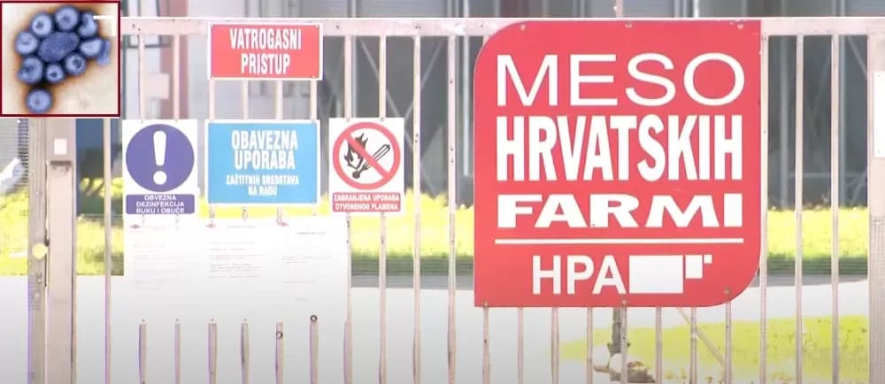 Afrička svinjska kuga pogodila dvije velike farme: Eutanazija 11.600 svinja, uključena vojska i policija
