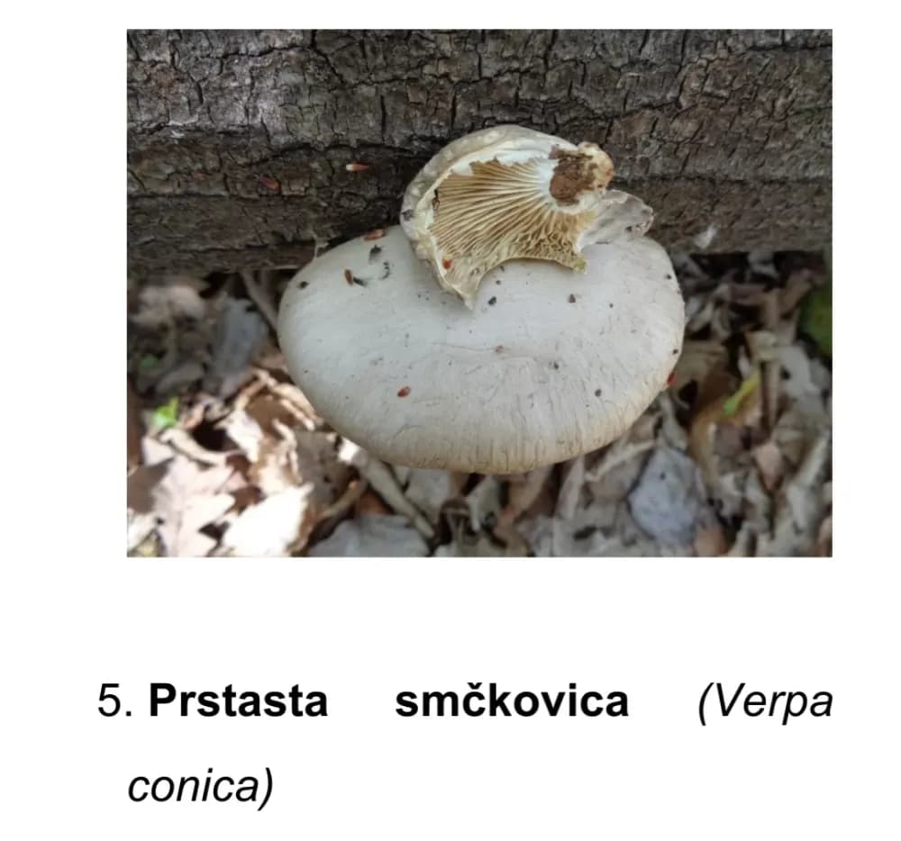 Prirodna bogatstva nisu neograničena! Iz Nature Slavonica pozivaju na obzir, savjesnost i oprez u prirodi