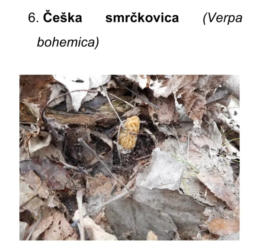 Prirodna bogatstva nisu neograničena! Iz Nature Slavonica pozivaju na obzir, savjesnost i oprez u prirodi