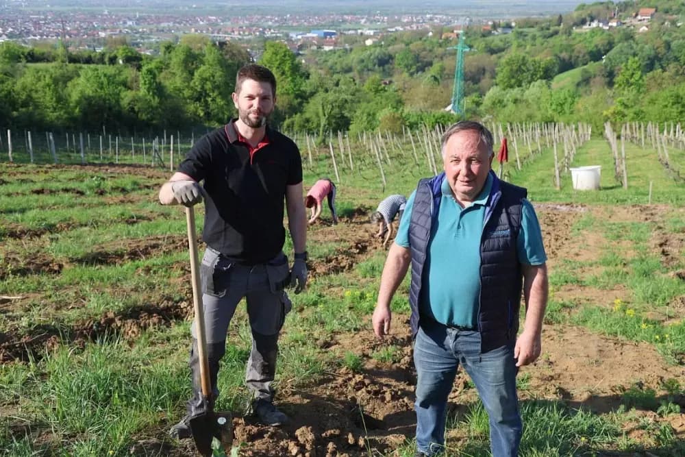 1100 novih trsova u Brodskom Vinogorju – Stanići nastavljaju obiteljsku vinsku priču