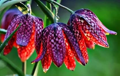 Tko pronađe kockavicu (Fritillaria meleagris L.) – osvoji majicu!