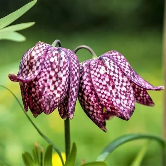 Tko pronađe kockavicu (Fritillaria meleagris L.) – osvoji majicu!