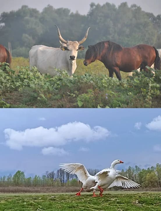 Dodijeljen Zeleni leptir za rad Brodskog ekološkog društva na Gajni !