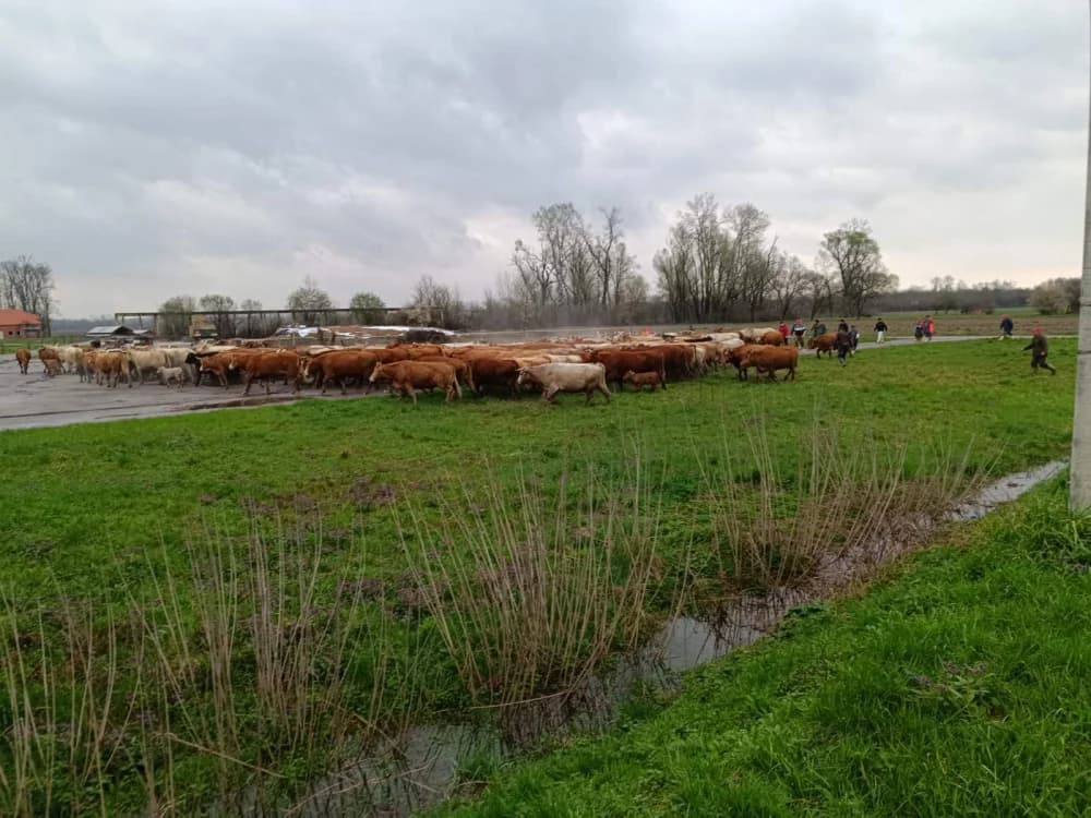 Spašavano gotovo 300 stoke s poplavljenog područja u Donjoj Bebrini (FOTO/VIDEO)