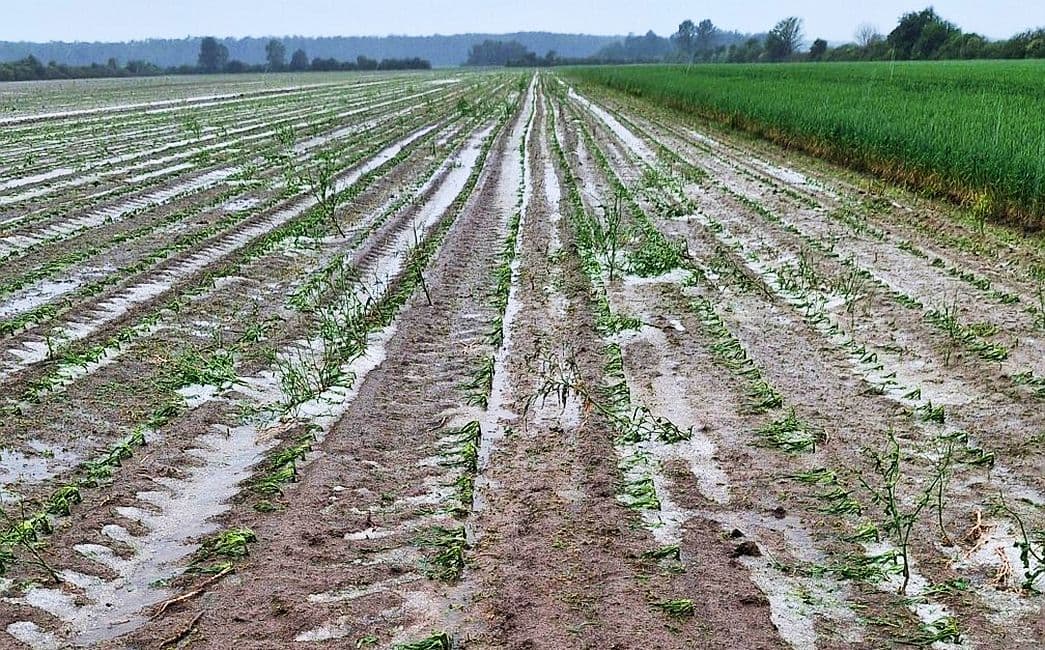 Tuča poharala ratarske kulture na zapadnom dijelu Brodsko-posavske županije