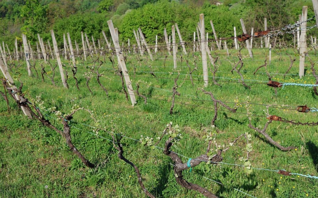 Vinogradari zaštitite nasade, plamenjača se već pojavila, pepelnica prijeti