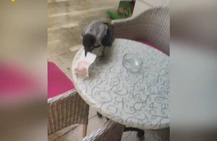 Srne uništile vinograde Ive Enjingija na Venju, uz grožđe nastradali i trsovi