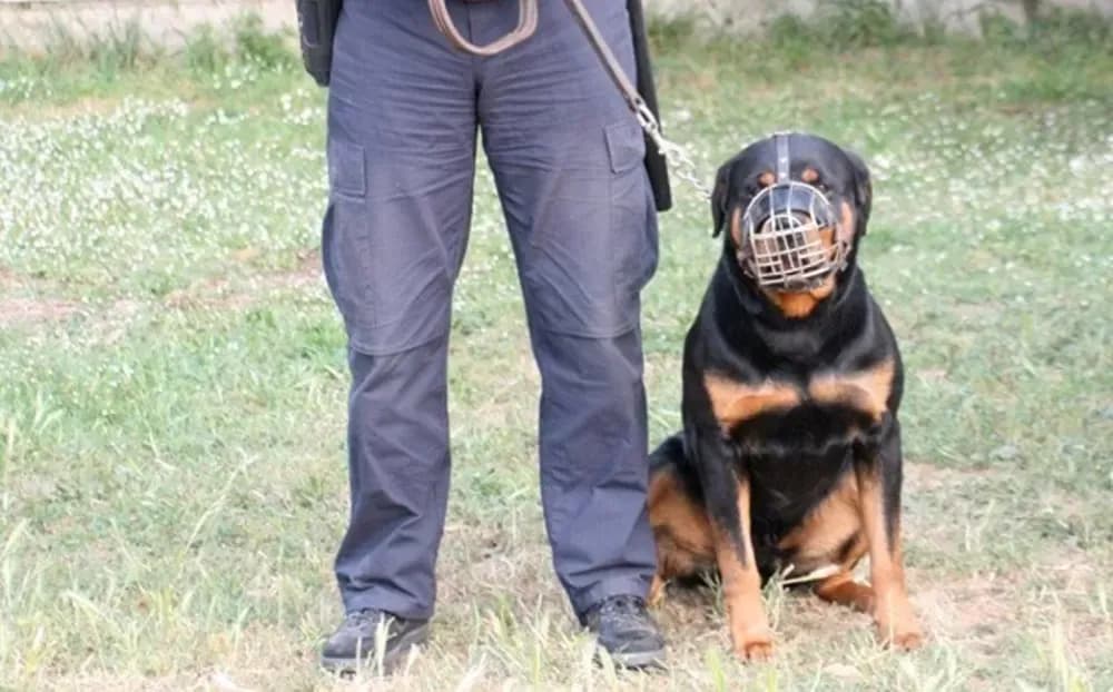 Kako je policijski pas otkrio drogu na granici?